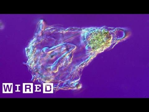 Meet the Teeny-Tiny Creature With a Buzz Saw for a Face | Absurd Creatures