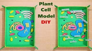plant cell model 3d for school science fair project