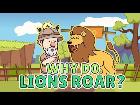 Why Do Lions Roar? | Lions Roar Facts | Lions Roar Sound
