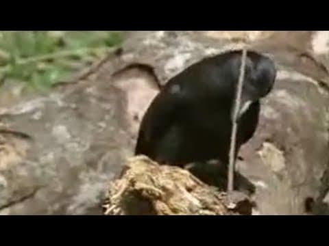 How Birds Use Tools