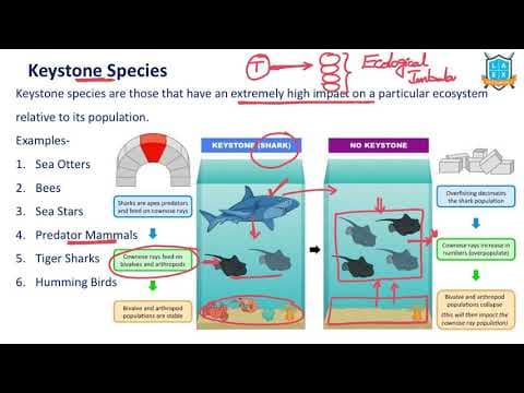 What is Keystone Species ? || Keystone Species అంటే ఏమిటి?