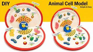 animal cell model 3d making using waste materials | science project