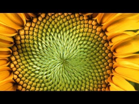 The Mind-Blowing Mathematics of Sunflowers Instant Egghead