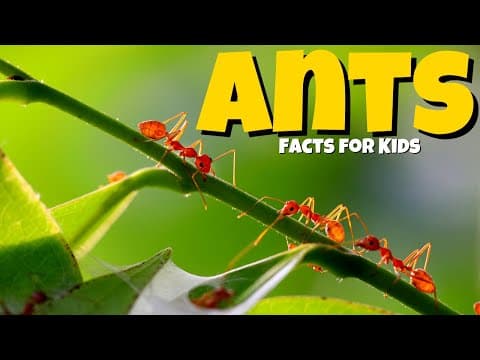 Learn All About Ants Ant Facts