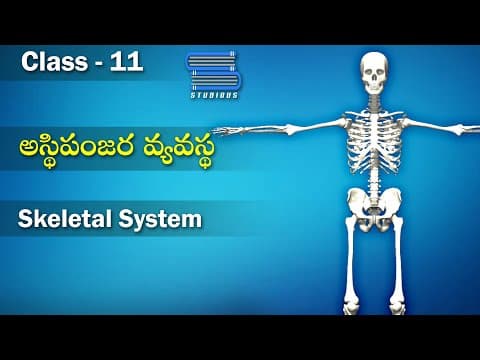 అస్థిపంజర వ్యవస్థ – Skeletal System | Locomotion and Movement | Biology