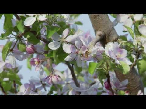 Wacky Apple Educational Video - How do Apples Grow?