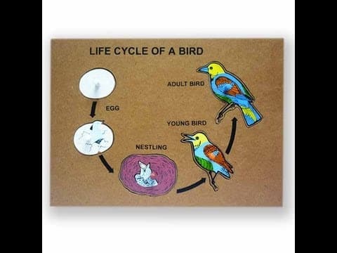 Bird Life Cycle Video for Kids -Science for Kids