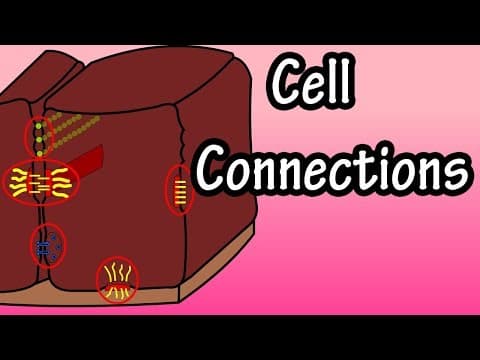 Cell Connections - How Are Cells Connected - What Are Cell Junctions - Types Of Cell Connections