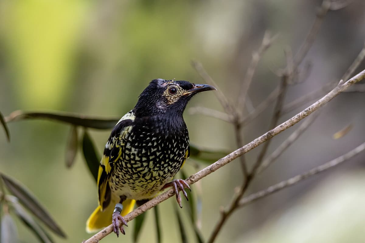 Saving a Song: Wild Birds Teach Young Birds to Sing